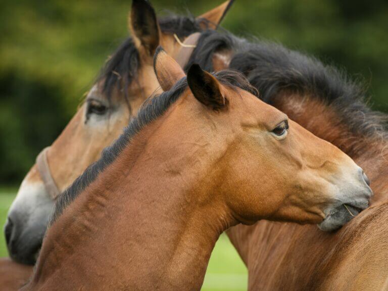 Abgebildet sind zwei Pferde, die zusammen Fellpflege machen..