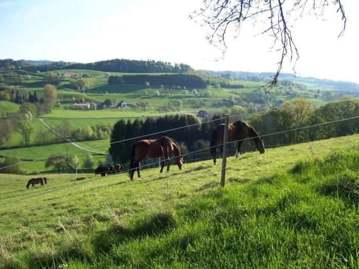 Mehrere Pferde stehen grasend auf einer hügeligen Koppel. Im Hintergrund sieht man Berge und Dörfer des Deggenhausertals.