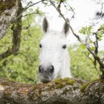 Ein weißes Pferd schaut über den Ast eines bemoosten Baumes.