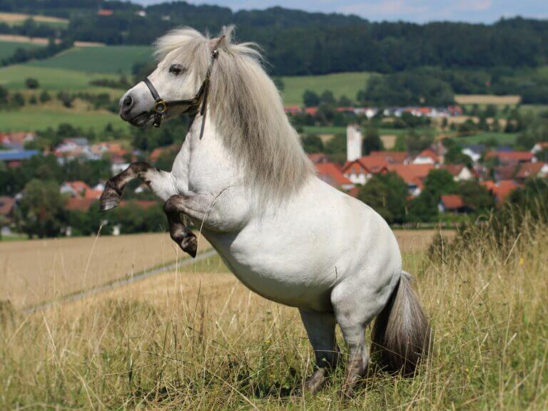 Ein Minishettlandpony steigt auf einem Hügel mit den Dörfern und der Berglandschaft des Deggenhausertals im Hintergrund.