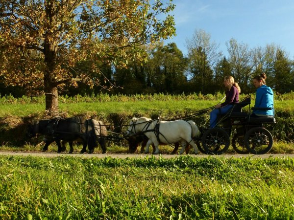 Mädchen fahren in einer Kutsche mit vier vorgespannten Miniponys.