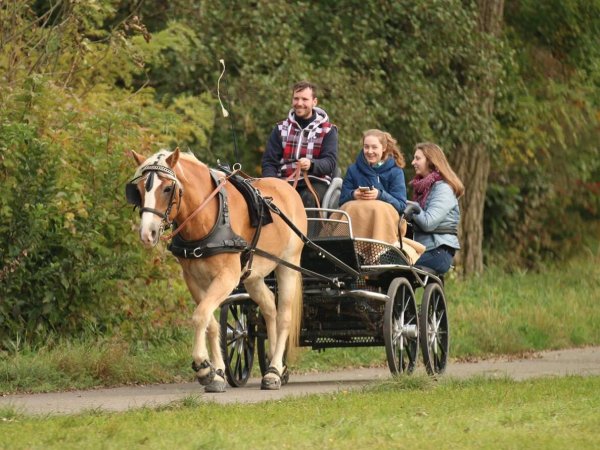 Ein Bild von einem Mann, der mit zwei Begleiterinnen und einem Haflinger Kutsche fährt.