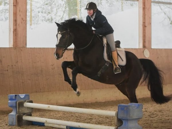 Mädchen springt mit dunkelbraunem Pferd über einen kleinen Sprung.
