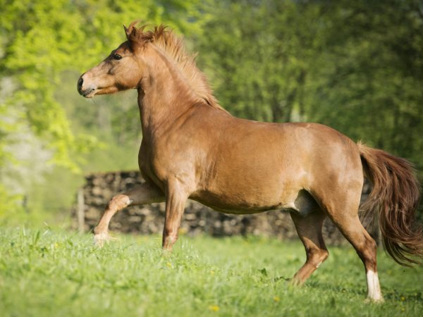 Ein Pony gallopiert bergaufwärts auf einer Koppel.