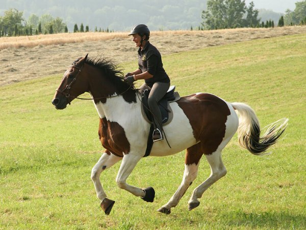 Eine Frau galoppiert mit einem braun gescheckten Pferd über eine gemähte Wiese.